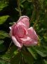 Rosa muscosa Centifolia_1